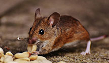 24 Hour & Emergency Exterminators in Ltl Chicago, WI